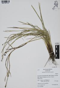 Sisyrinchium angustissimum image
